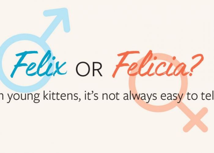 Felix of Felicia?