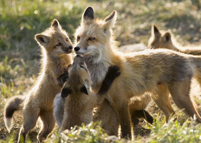 a mother fox surrounded by her kits