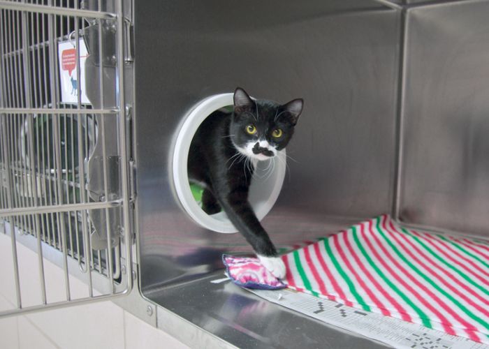 a cat stepping through a portal in a shelter enclosure