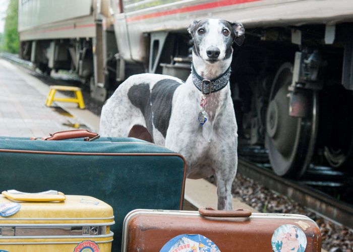 a greyhound standing with luggage alongside a train