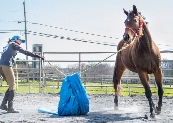 a woman leads a horse around a field