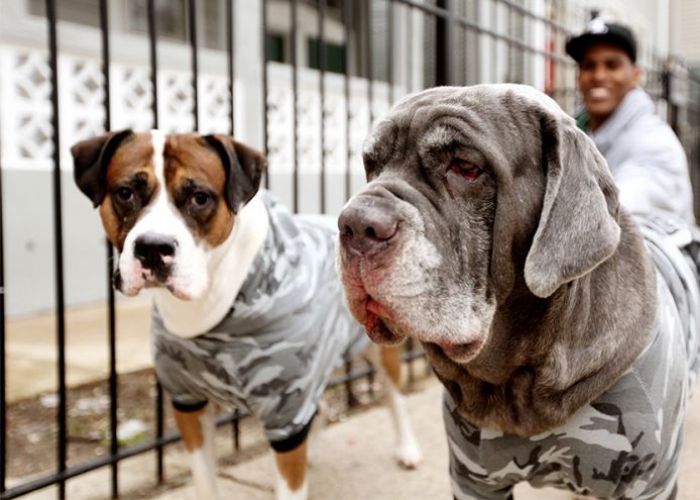 a man squats behind a pit bull type dog and a great dane type dog