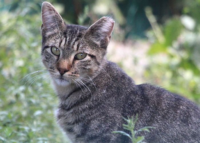 Cat in grass