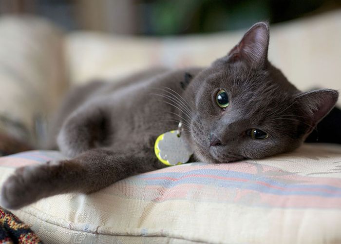 Cat relaxed in bed