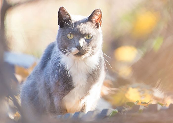 Community Cat in leaves