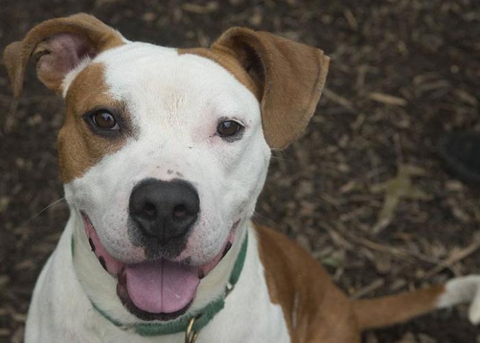 Brown and white dog