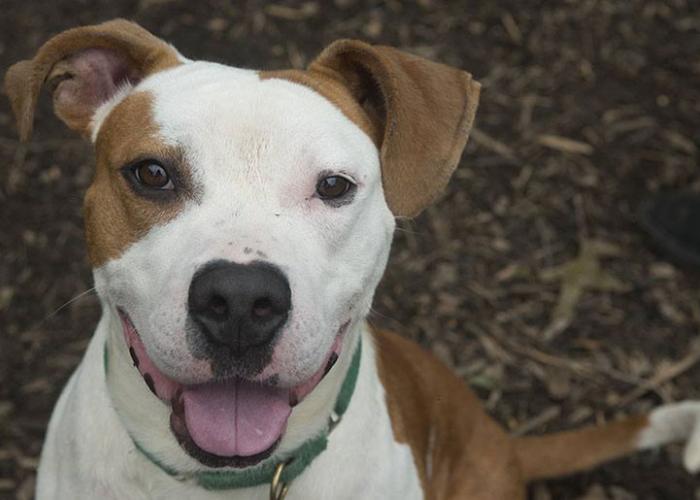 Brown and white dog 