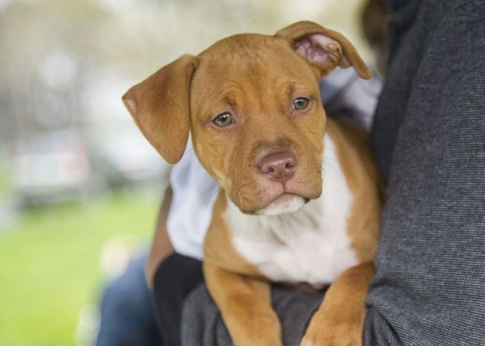 a person holding a young dog