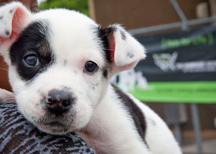 Puppy