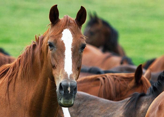 Herd of horses