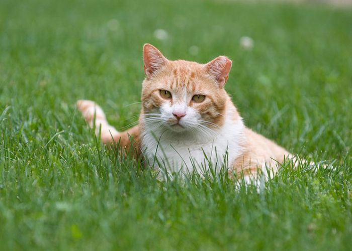 Cat in grass