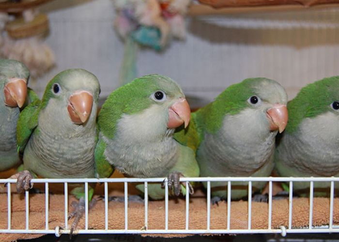 Quaker parrots sitting on a perch