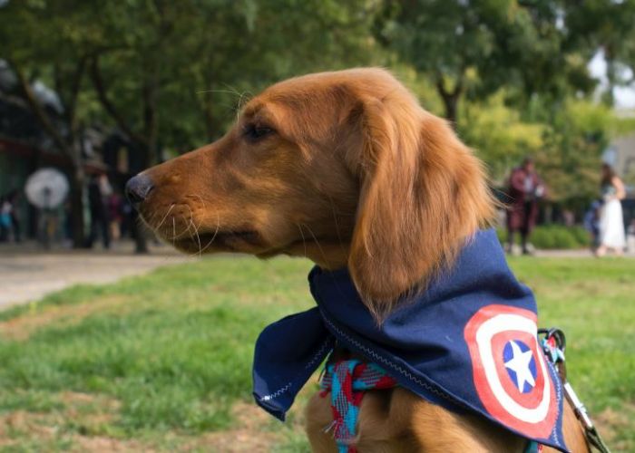 a dog in a superhero cape
