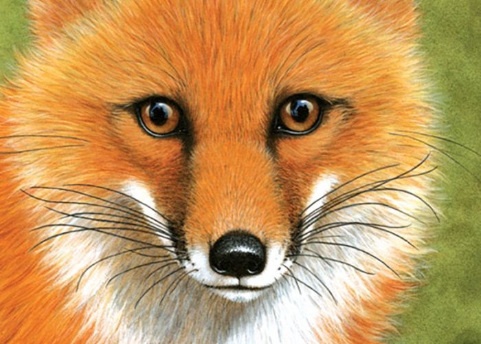 Wild Neighbors Cover Image